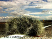 porcupine.jpg