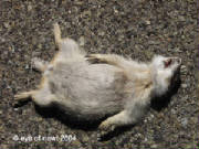 prairiedog.jpg